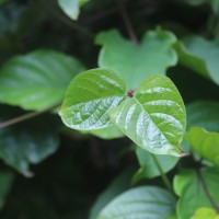 Clerodendrum splendens G.Don